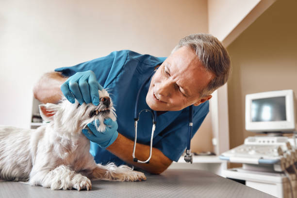 Best Emergency Dental Services for Seniors in Catoosa, OK